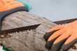 frischer Holzstamm wird von zwei Arbeitern mit Säge bearbeitet