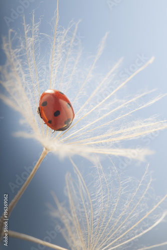 Ladybug and dandelion, macro shot, on blue background. ladybird.