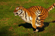 Tiger on the run
