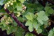 Growing Currant In Rainy Day