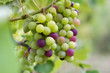Growing Grapes On Branch