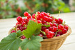 Red Fresh Currant In Little Basket