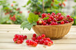 Red Fresh Currant In Little Basket
