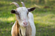 Goat In A Farm
