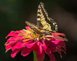 Butterfly Standing On A Pink Flower