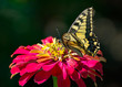 Butterfly Standing On A Pink Flower
