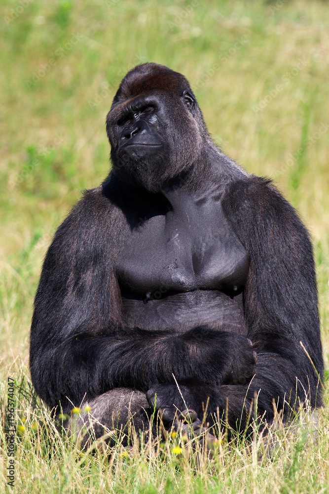 1000_F_196374047_drxuQFzdwf46IM30cec3loEFTDai9Cdd.jpg