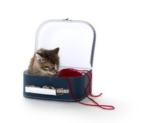 Cute Tabby Kitten In Suitcase