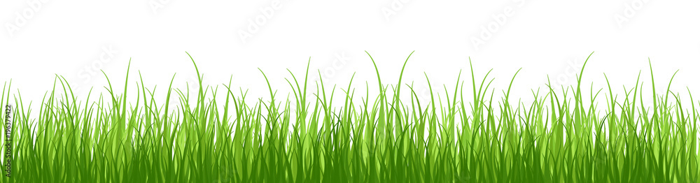 Springtime tender grass, isolated on white background without shadow.Wide grass border. - obrazy, fototapety, plakaty 