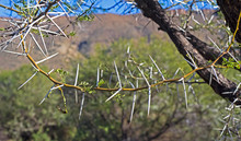 Long Pointed Acacia Thorns