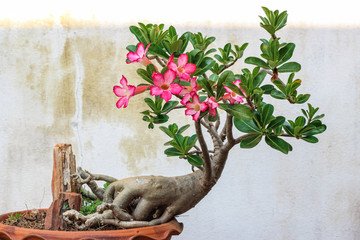 Adenium or desert rose flower