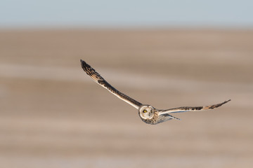  Short-eared owl in flight