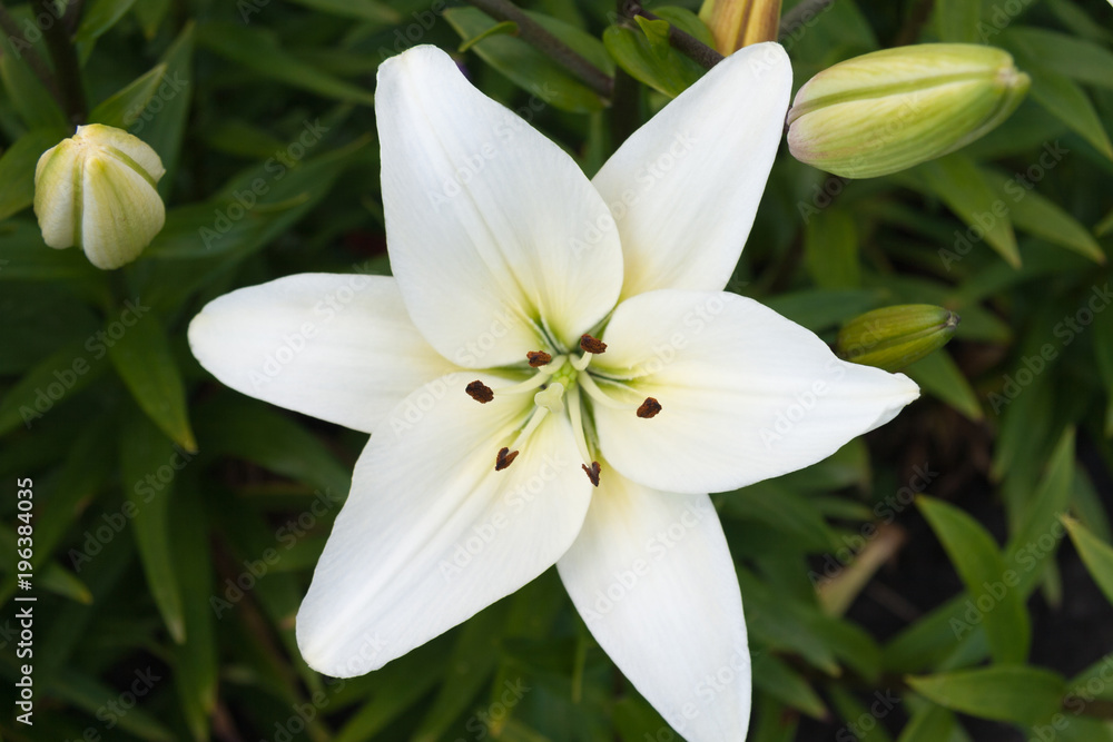 Flower white Lily on a green background. Blossom. Nature. Spring.  Annunciation to the Blessed Virgin Mary. Symbol Purity. Stock Photo | Adobe  Stock