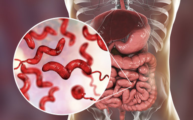 Wall Mural - Campylobacter bacteria in intestine, C. jejuni, C. fetus, Gram-negative S-shaped motile bacteria the causative agent of food-borne infection campylobacteriosis, 3D illustration