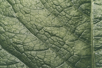 The surface of green leaf closeup.