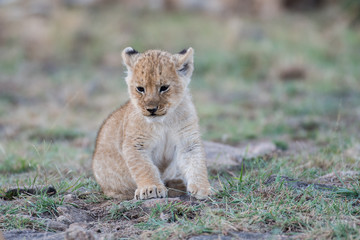 Sticker - Lion cub in Masai Mara