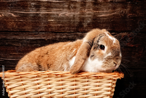 Zdjęcie XXL brązowy królik w koszyku