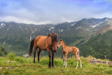 Wall Mural - horses grazing