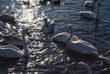 White swans in the sunset