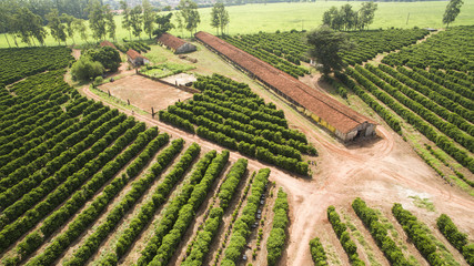 Small farm chickens and coffee in the interior of Brazil 