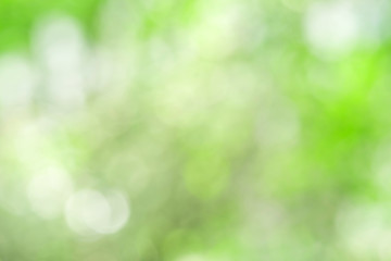 Wall Mural - green blurred background and sunlight with bokeh, spring season.