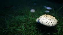 White Mushroom In A Field Of Grass With The Wind Blowing