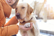 © Africa Studio - Cute dog giving paw to woman outdoors. Friendship between pet and owner