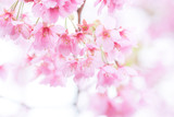 Pink cherry blossom(Cherry blossom, Japanese flowering cherry) on the Sakura tree. Sakura flowers are representative of Japanese flowers. The main part of the winter pass. I love everyone.