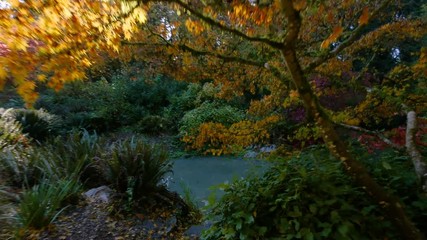 Wall Mural - amazing lake in the autumn park. nature video. park landscape. washington park arboretum, seattle, w