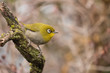 Cape white-eye perched on branch