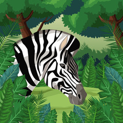 Wall Mural - Zebra in the jungle vector illustration graphic design