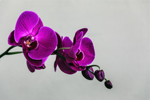 My Orchid