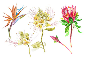 Watercolor Protea, Caesalpinia and Strelitzia flowers set. Tropical decoration floral botanical illustration. Watercolor isolated. Perfect for invitation, wedding or greeting cards.