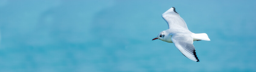 White seagull in the sky against a background of blue sea. Sea bird. Summer. Fly. Space for text.