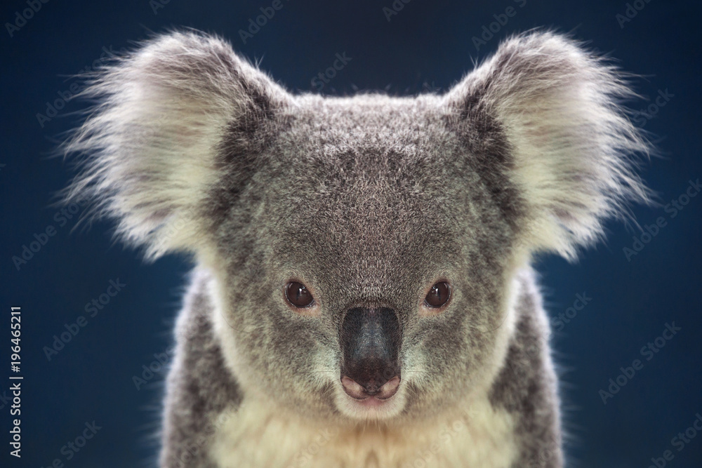 Wall Murals Face Of Koalas On A Dark Background Nikkel Art