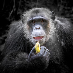 Chimpanzee males were eating bananas.