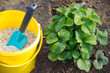 fertilization of strawberry plants, granulated fertilizer in a bucket 