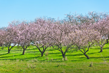 Wall Mural - Pink Blooming Peach Trees at Spring