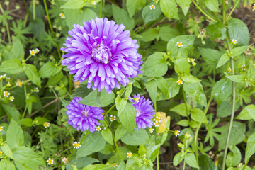 Sticker - Blossoming summer flowers, nature background