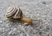 Snail On The Asphalted Road