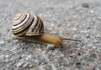 snail on the asphalted road