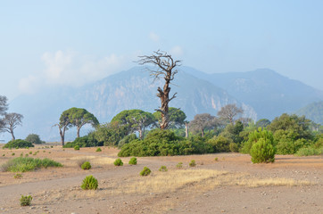 stone pines (Pinus pinea) on Cirali beach on the Mediterranean coast  Antalya province, Turkey