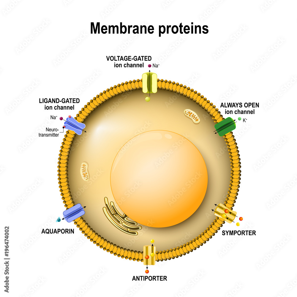 Cell membrane with ion channels Stock Vector | Adobe Stock