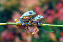 Two Javan Tree Frogs On A Branch, Indonesia