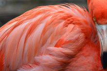 Close Up Of Orange Flamingo