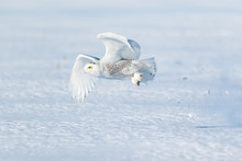 Snowy Owl Flying Over Snowy Landscape