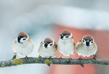 Wall Mural - picture group of funny little birds sparrows on a branch in the garden on a clear day