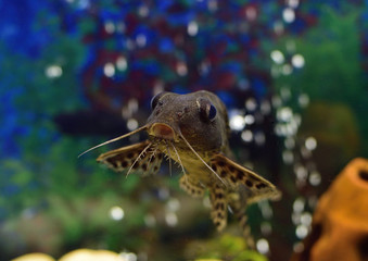 Aquarium life -  portrait of fish Catfish-swivel (Synodontis nigriventris)