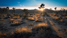 Sunset On The Desert Landscape In Joshua Tree National Park, California