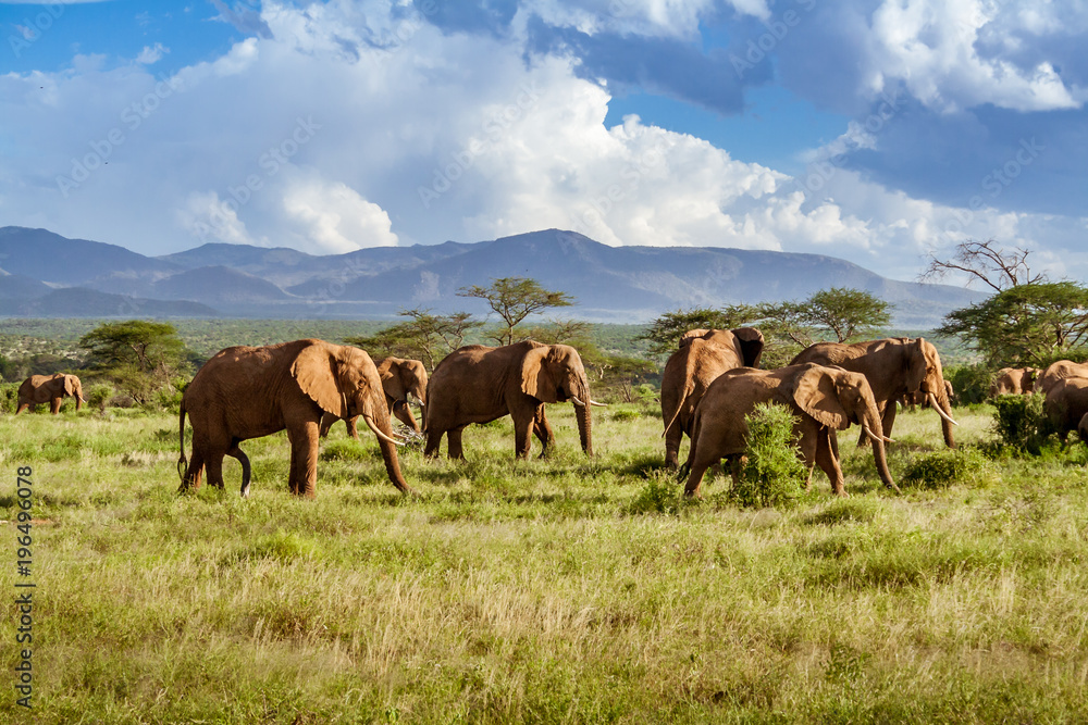 Herd of elephants in the african savannah - obrazy, fototapety, plakaty 